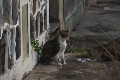 黑白相间的猫坐在地板上